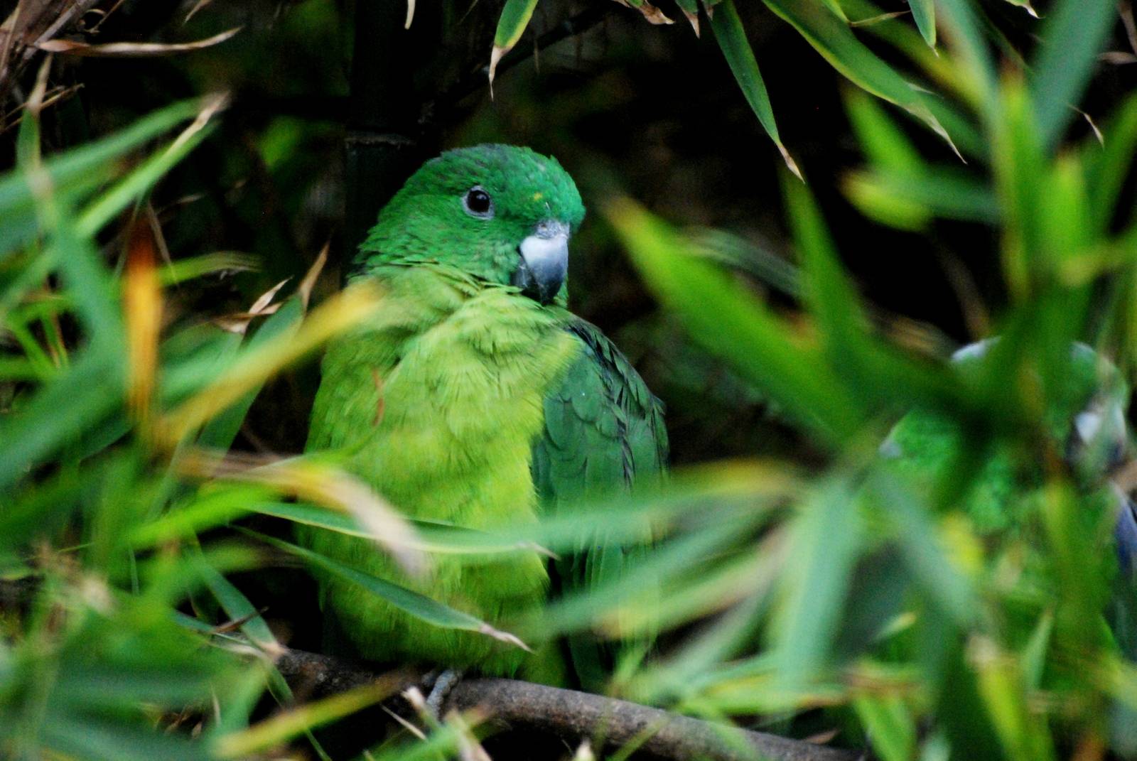 Buru Racquet-tail Parrot at Walsrode, 22/03/13