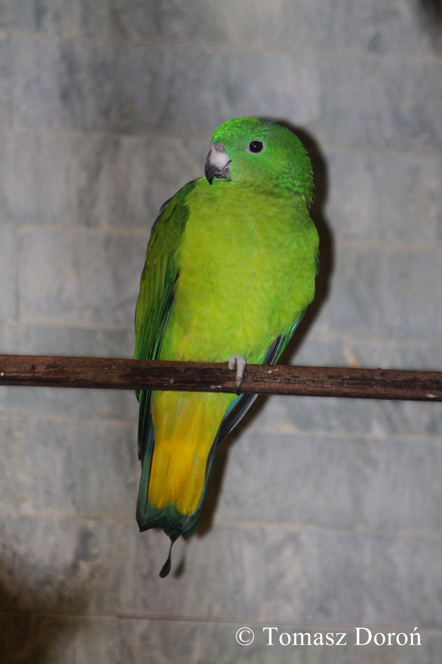 Buru Racquet-tail (Prioniturus mada)