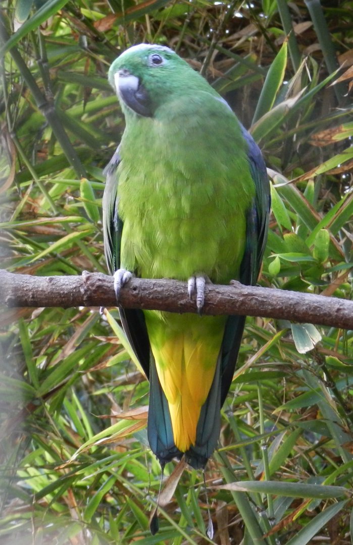 Buru Racquet-tailed Parrot