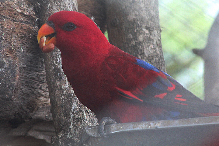 Buru red lory (Eos bornea cyanonotha) - Wisata Bahari Lamongan