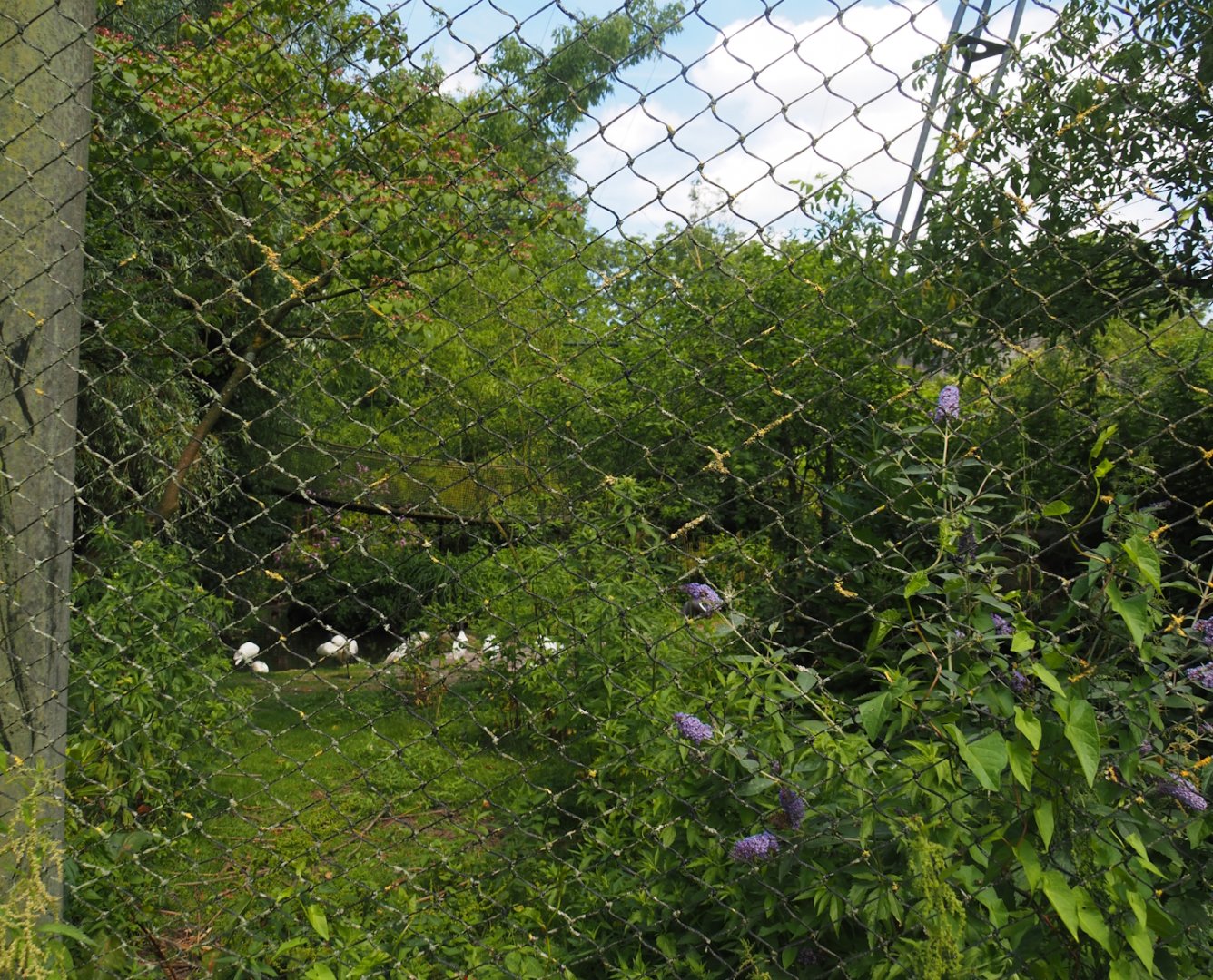 Burung Asia aviary, now closed former walk-through aviary, 2024-06-30