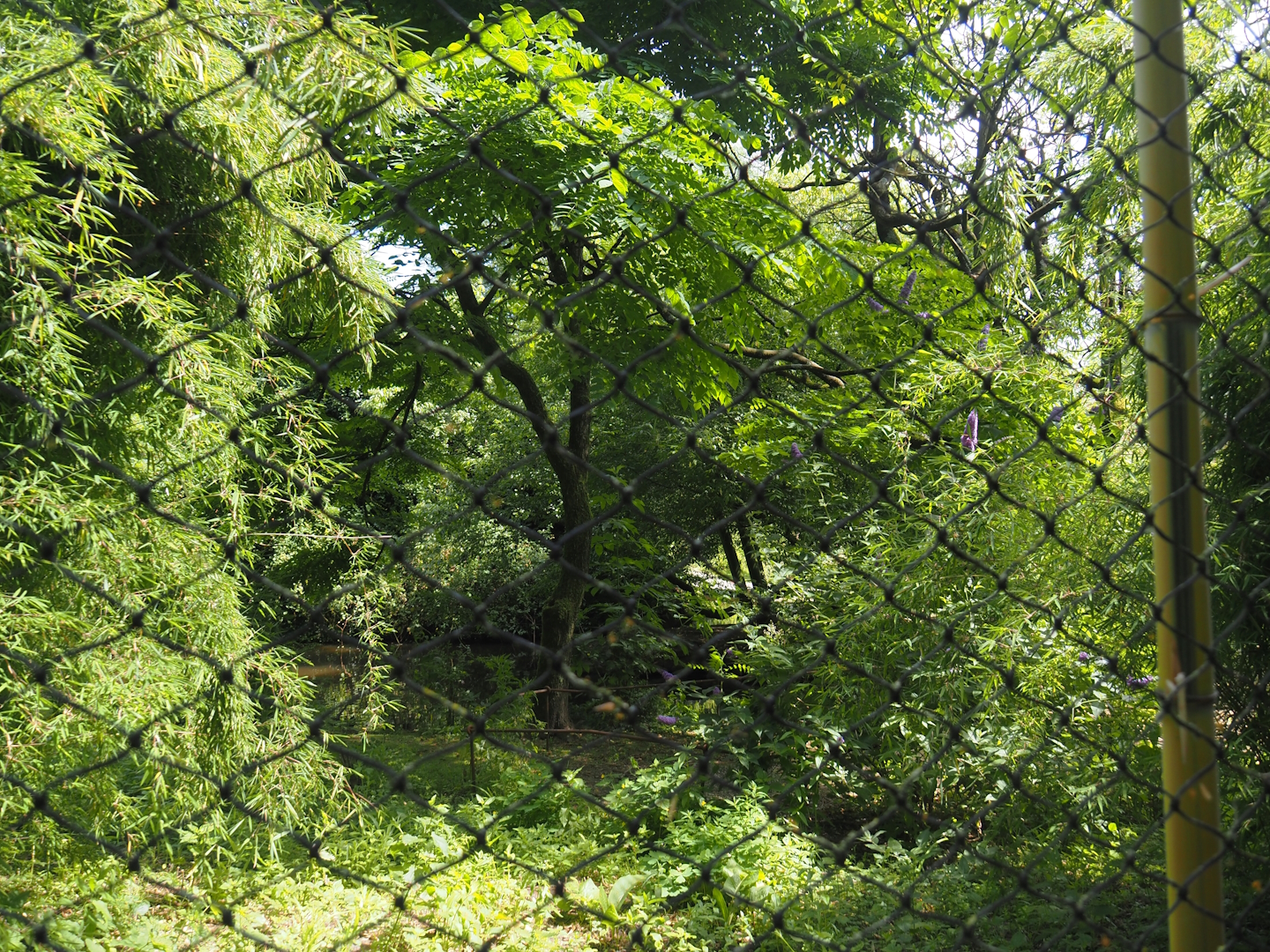 Burung Asia aviary, now closed former walk-through aviary, 2024-06-30