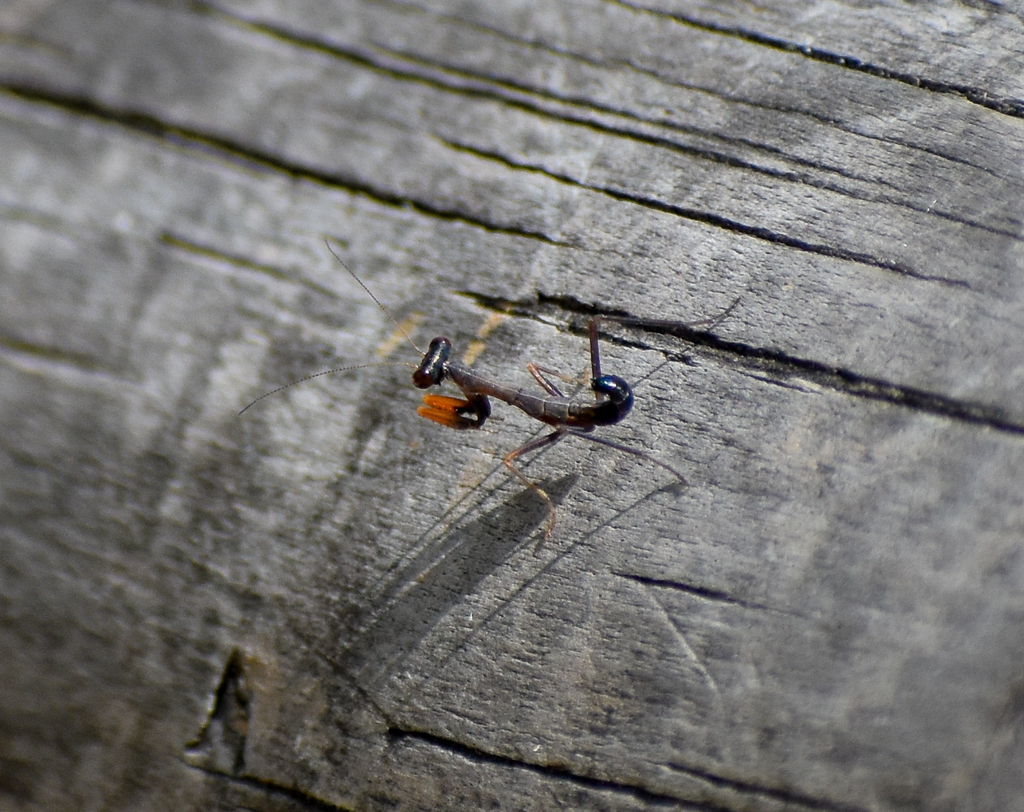 Burying Mantis Sphodropoda tristis