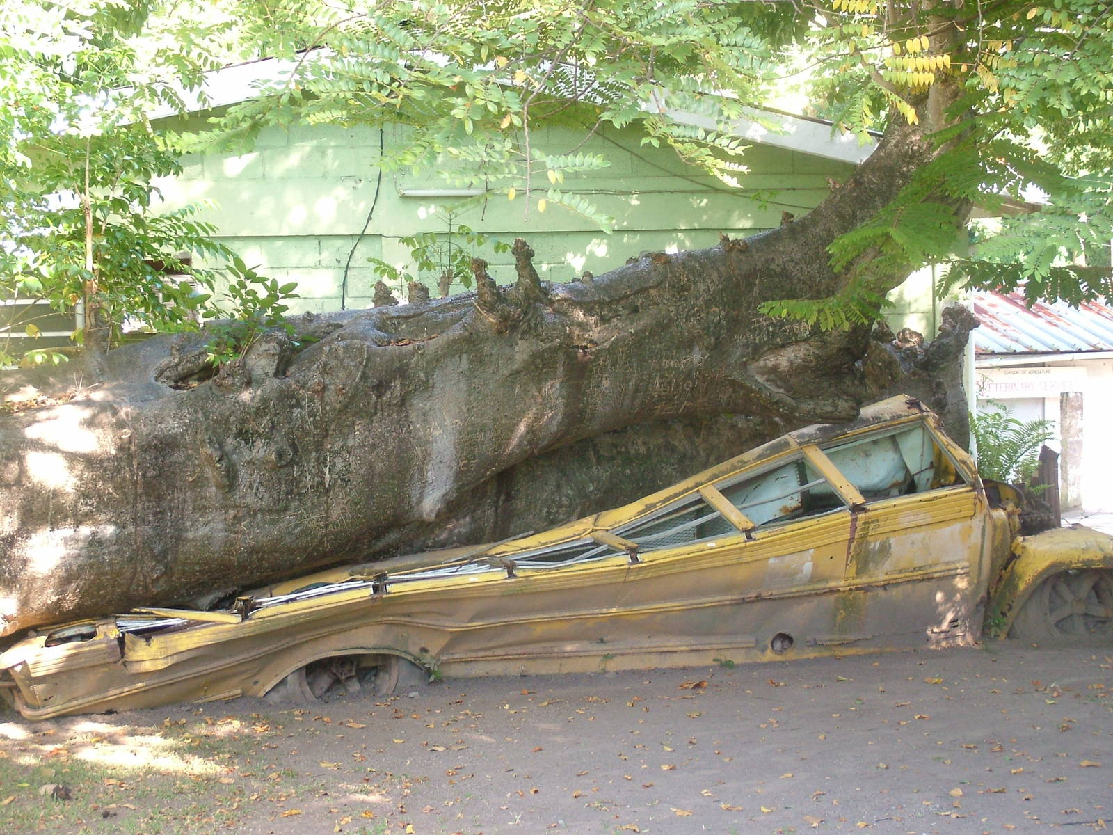Bus crushed during Hurricane David, Roseau, Dominica