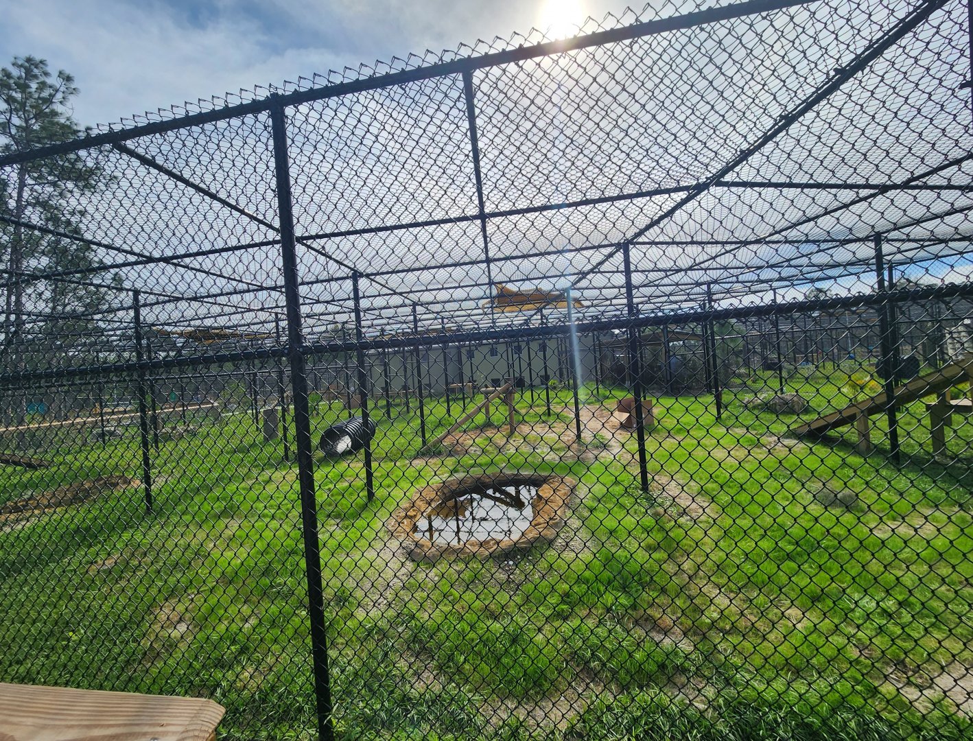 Busch Wildlife (new location) - Bobcat exhibit