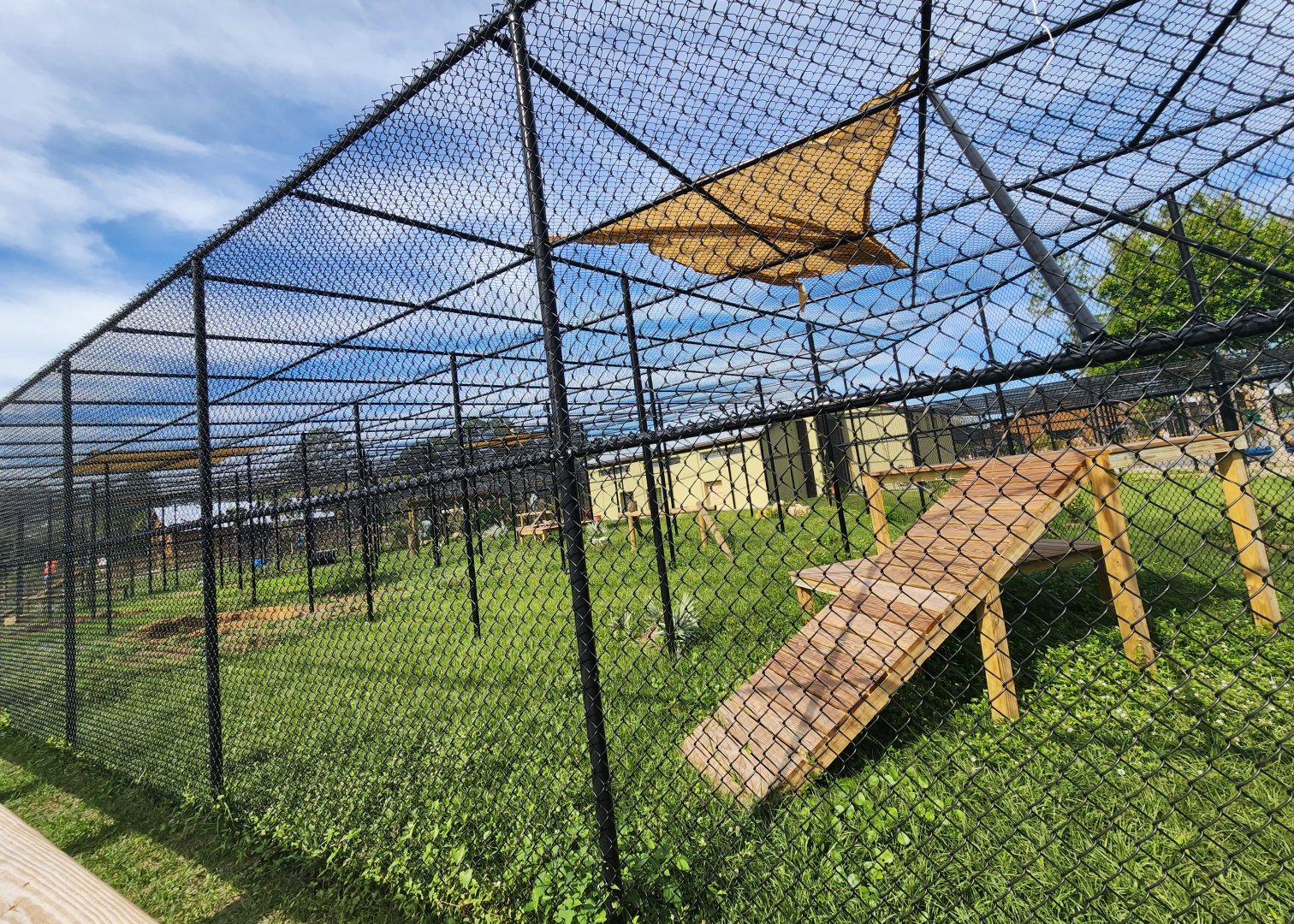 Busch Wildlife (new location) - Florida Panther exhibit