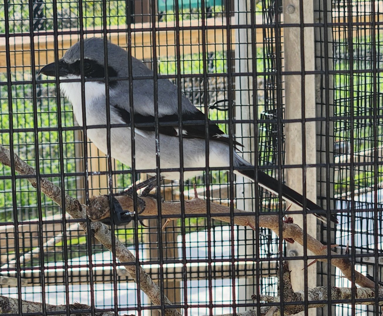 Busch Wildlife (new location) - Loggerhead Shrike