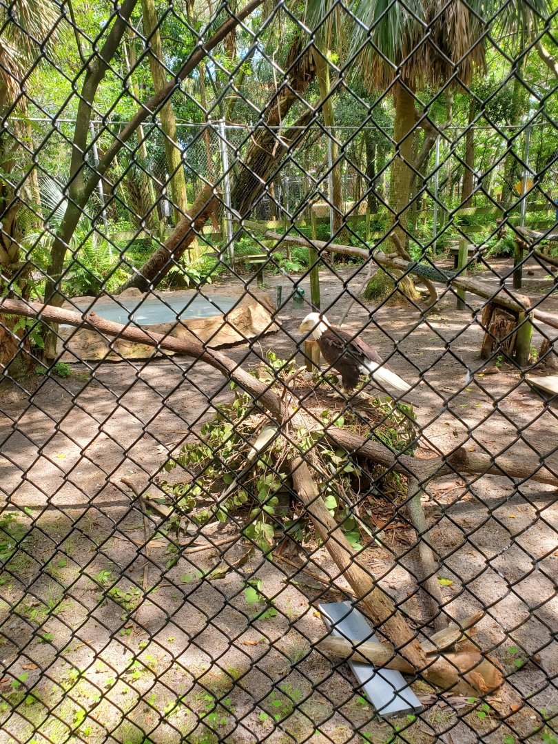 Busch Wildlife Sanctuary (2022) - Bald Eagle + enclosure
