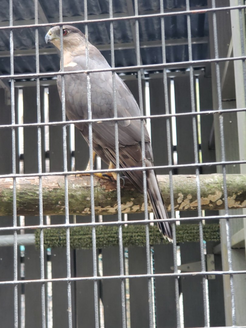 Busch Wildlife Sanctuary (2022) - Cooper's Hawk
