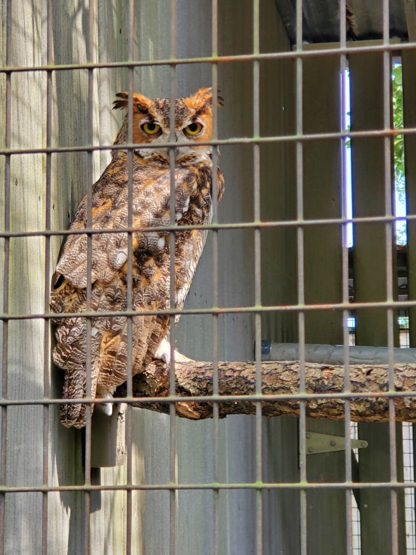 Busch Wildlife Sanctuary (2022) - Great Horned Owl