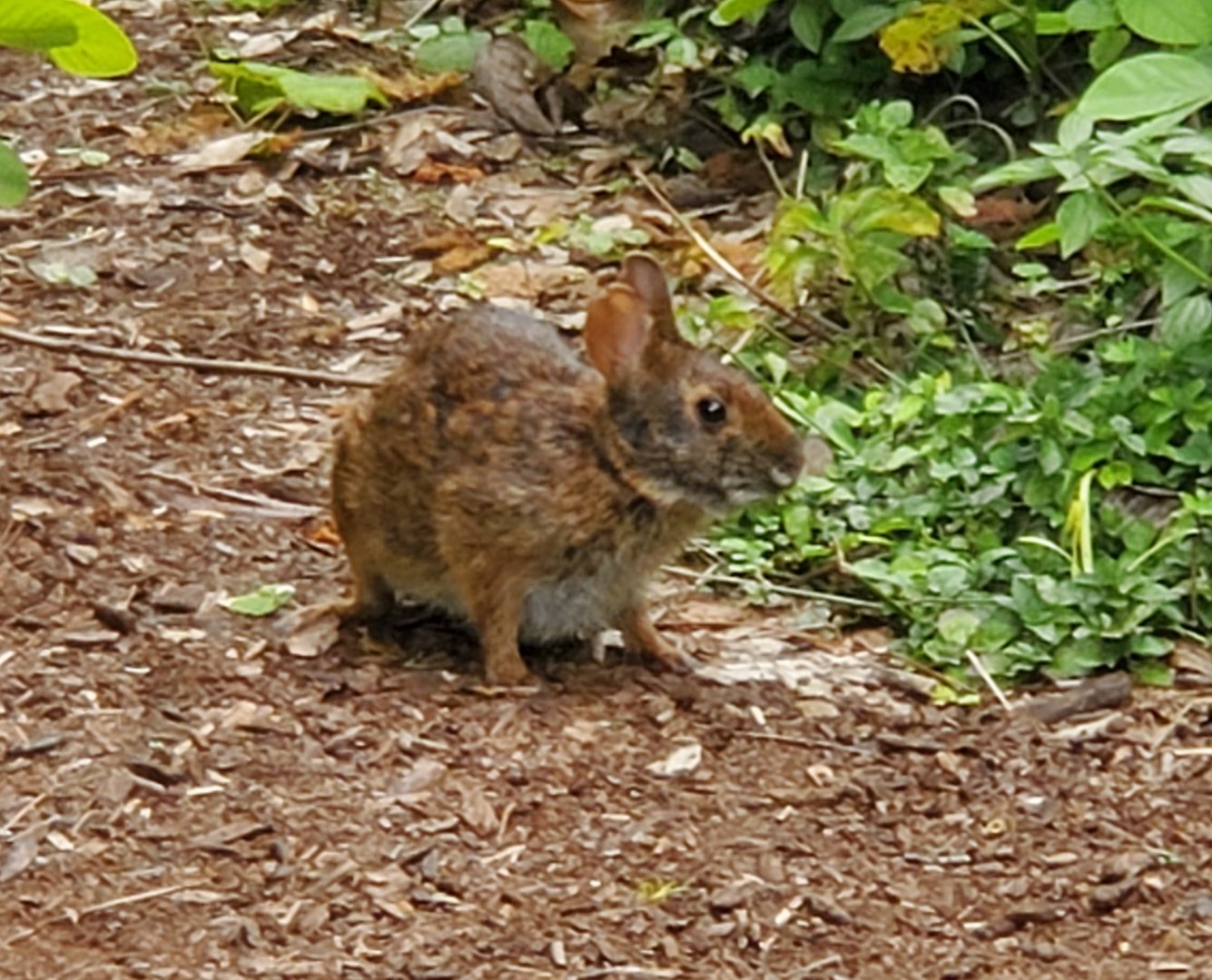 Busch Wildlife Sanctuary (2022) - Marsh Rabbit