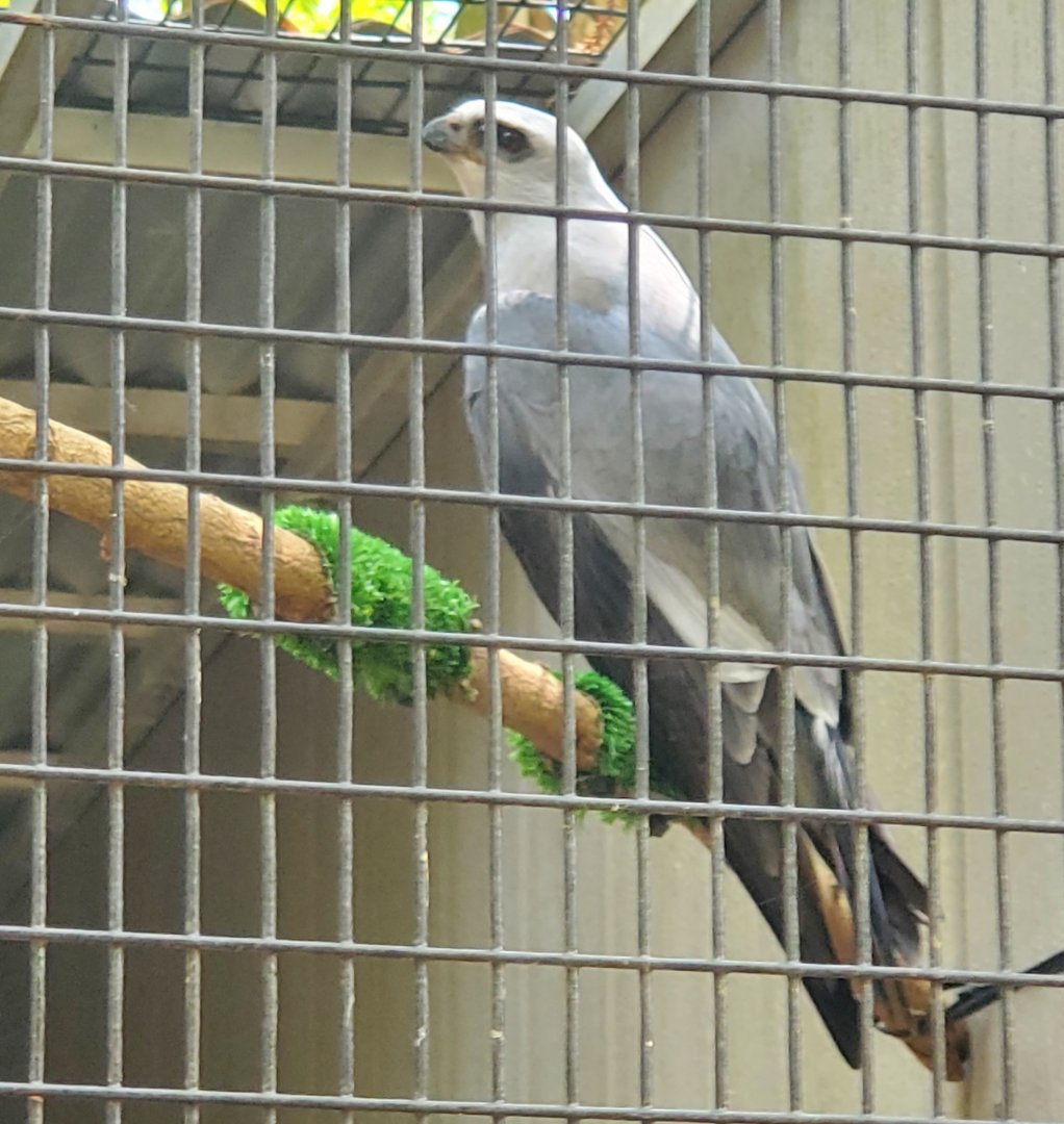 Busch Wildlife Sanctuary (2022) - Mississippi Kite