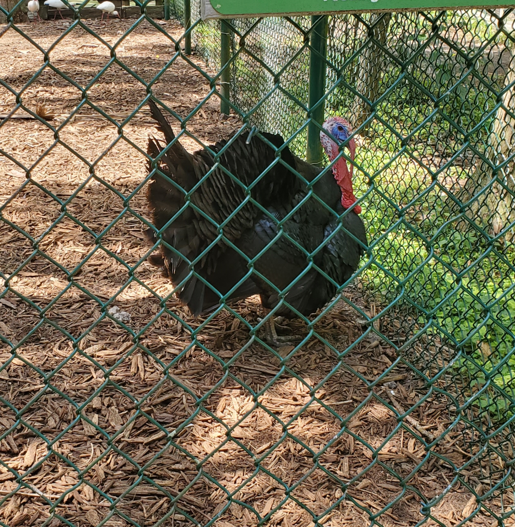 Busch Wildlife Sanctuary (2022) - Osceola Turkey
