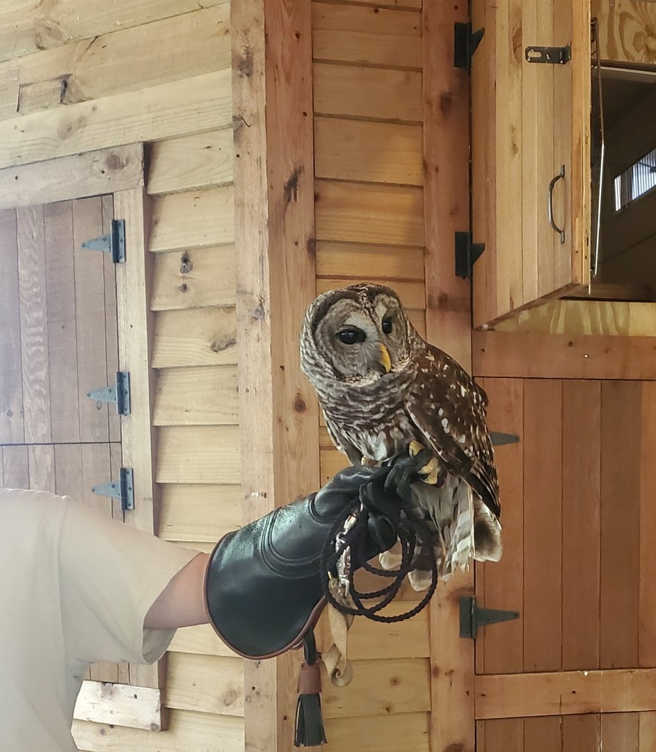 Busch Wildlife Sanctuary (2022) - Owl Presentation