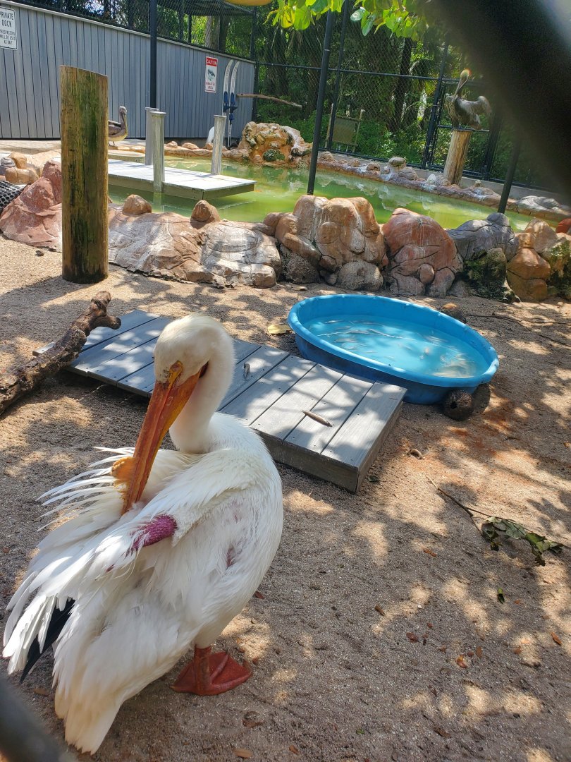Busch Wildlife Sanctuary (2022) - Pelican rehabilitation