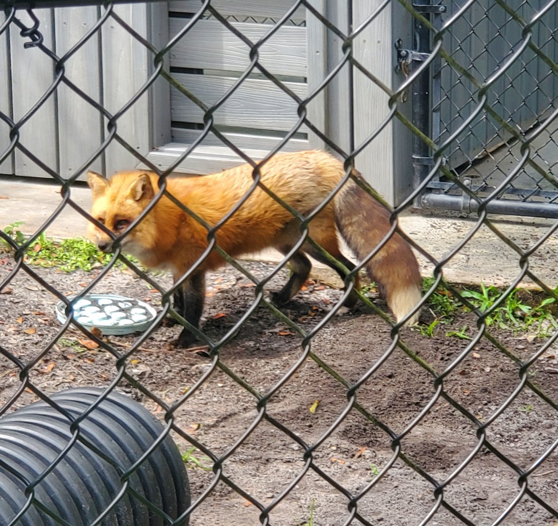 Busch Wildlife Sanctuary (2022) - Red Fox