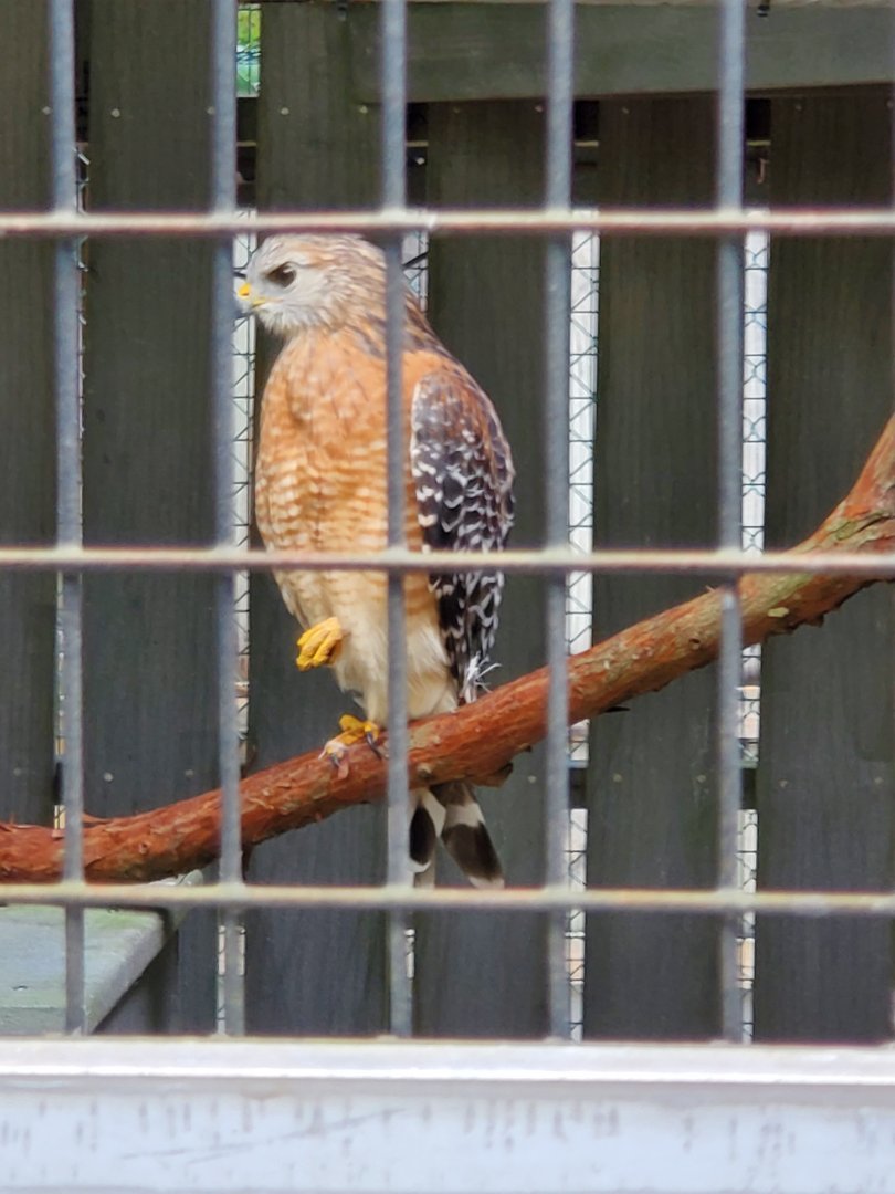 Busch Wildlife Sanctuary (2022) - Red-shouldered Hawk
