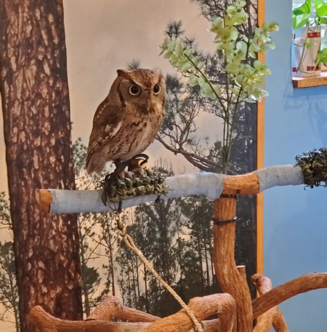 Busch Wildlife Sanctuary (2022) - Screech Owl presentation