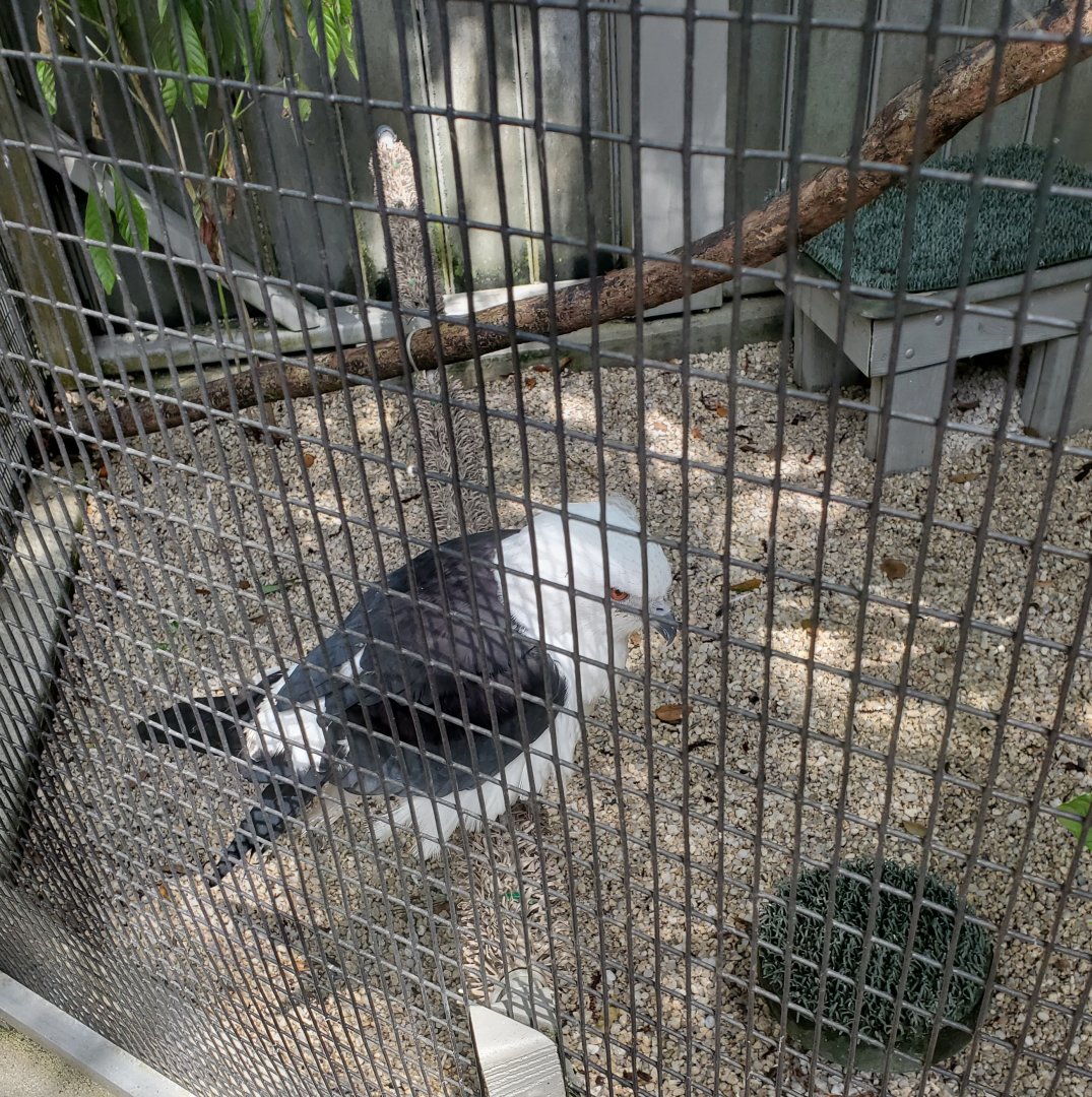 Busch Wildlife Sanctuary (2022) - Swallowtail Kite