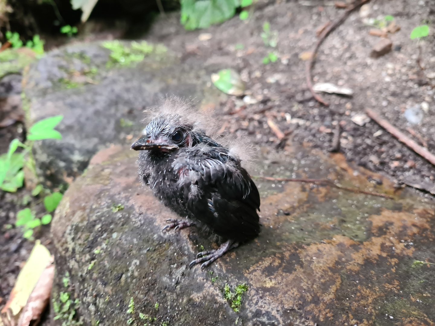 Bush - Asian fairy-bluebird chick