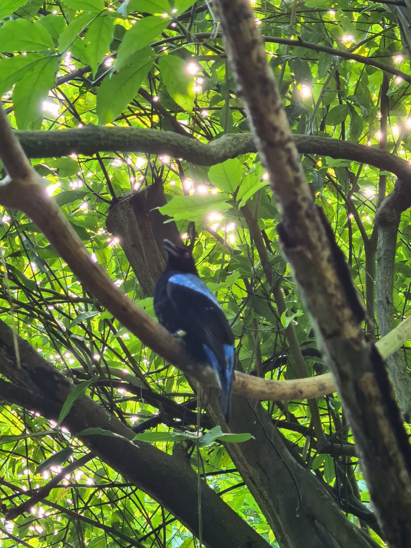 Bush - Asian fairy bluebird