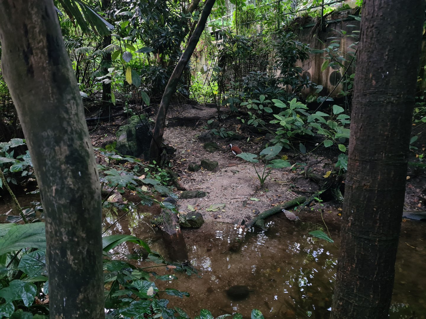 Bush - Asian leaf turtle enclosure