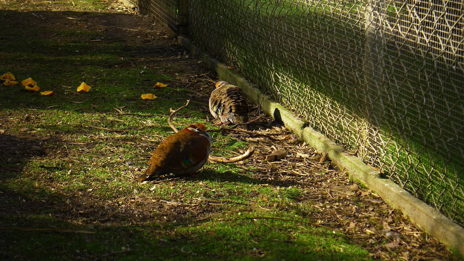 Bush Bronze winged pidgeons