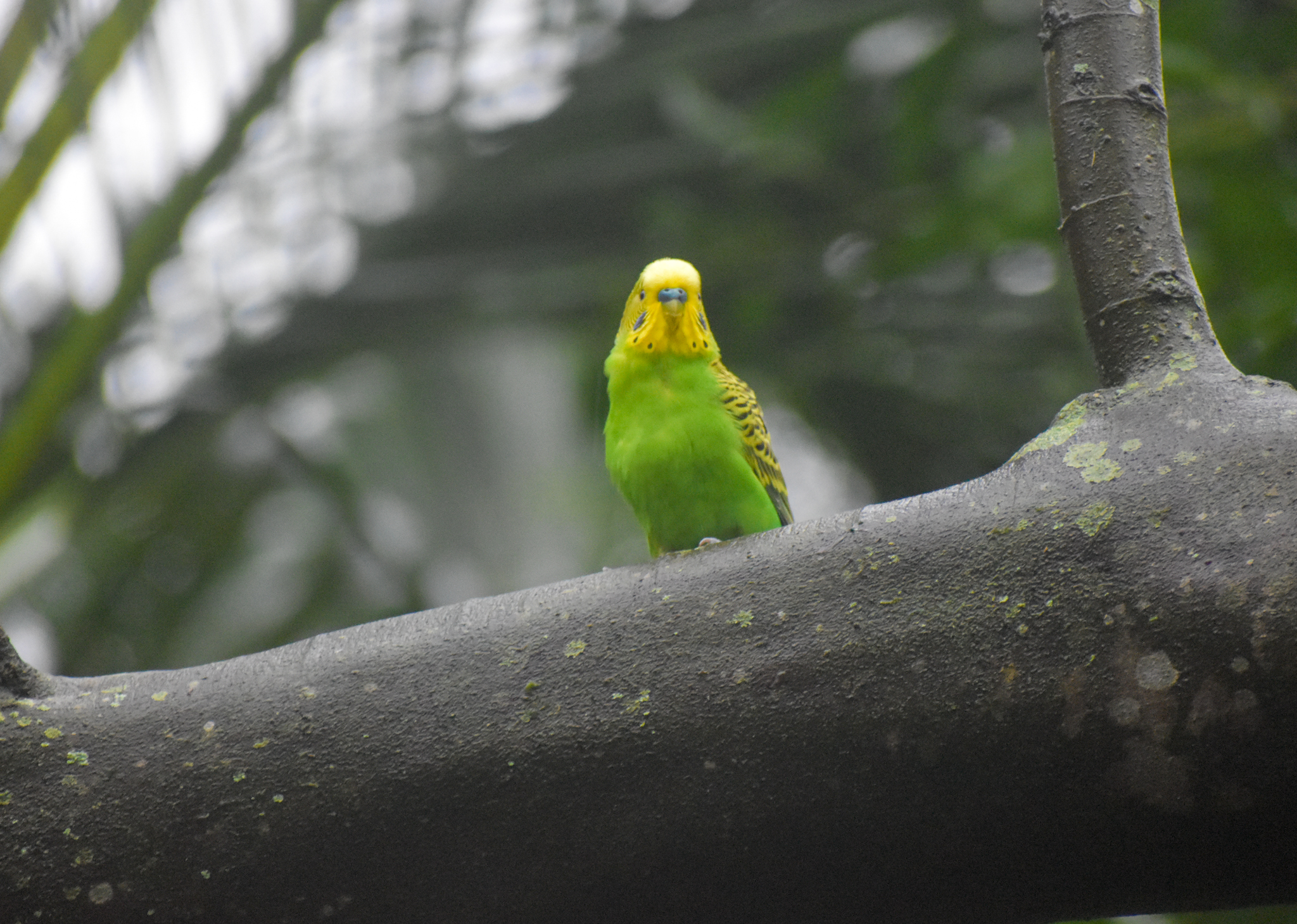 Bush Budgerigar