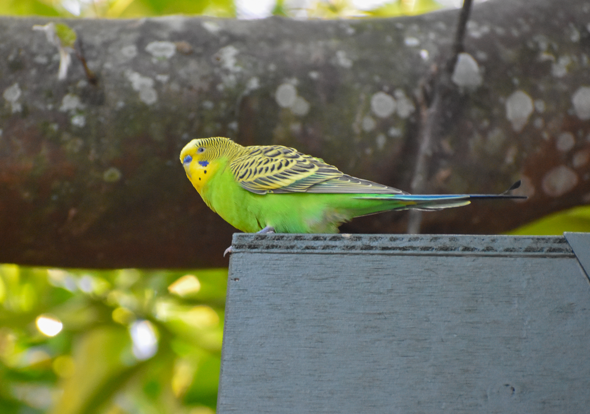 Bush Budgerigar