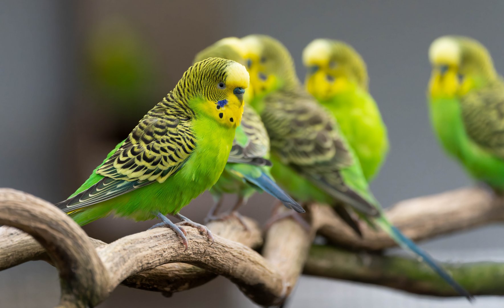 Bush Budgerigars, Hamerton, UK