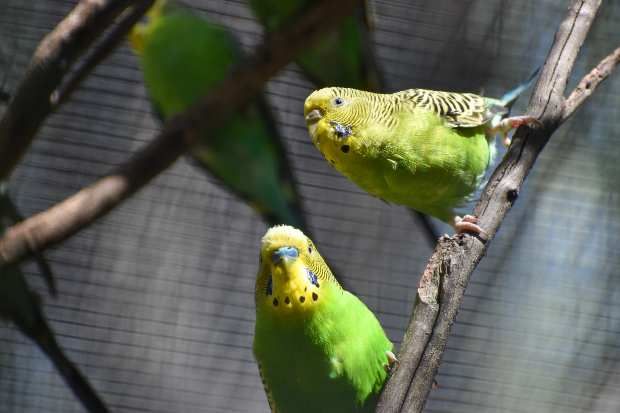 Bush Budgies