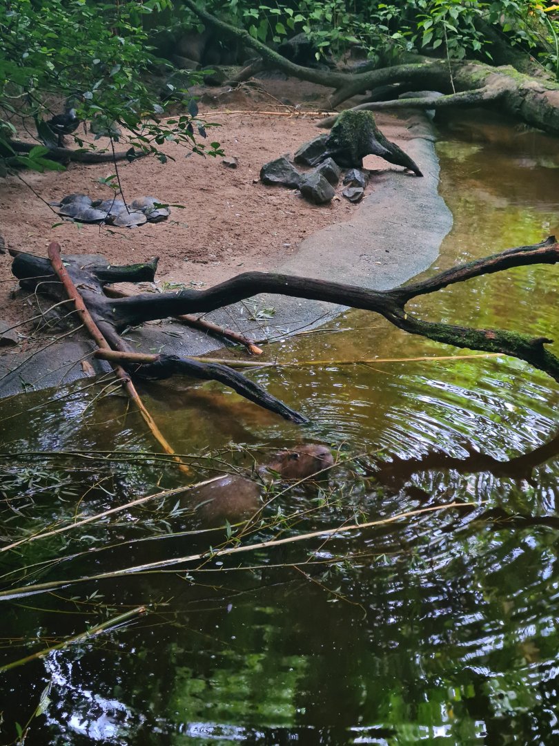 Bush - Capybara beach