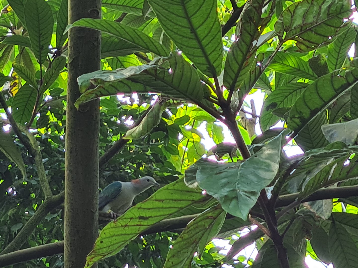 Bush - Chestnut-naped imperial pigeon