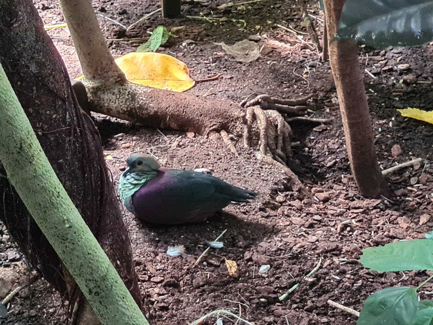 Bush - Crested quail dove