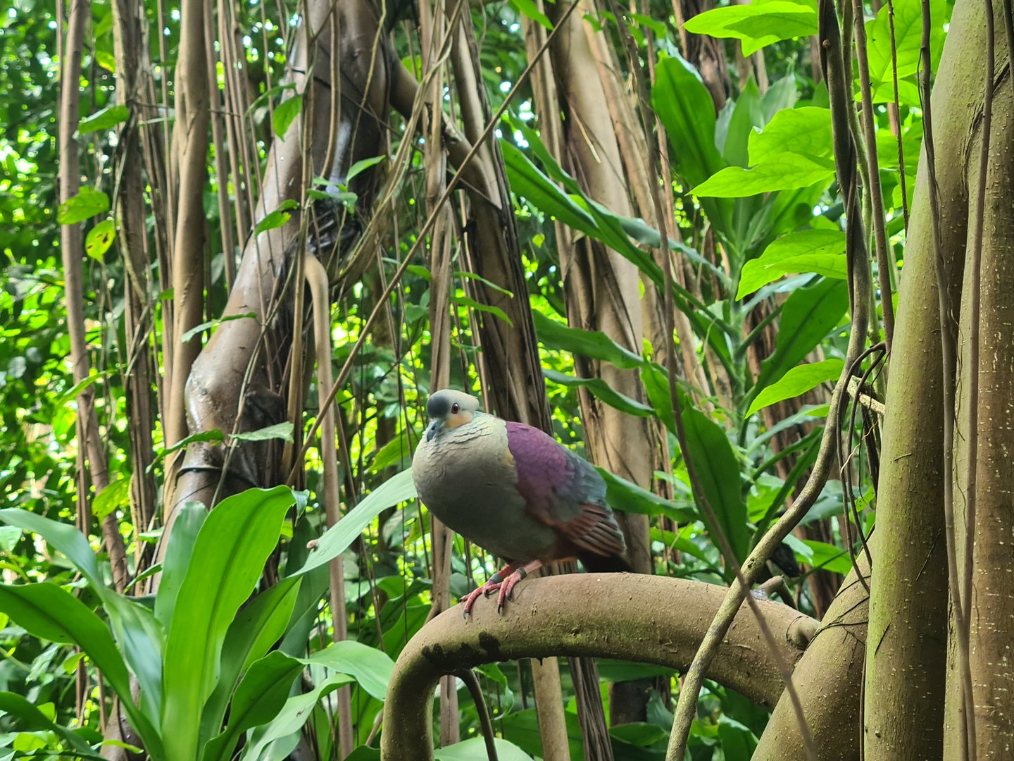 Bush - Crested quail dove