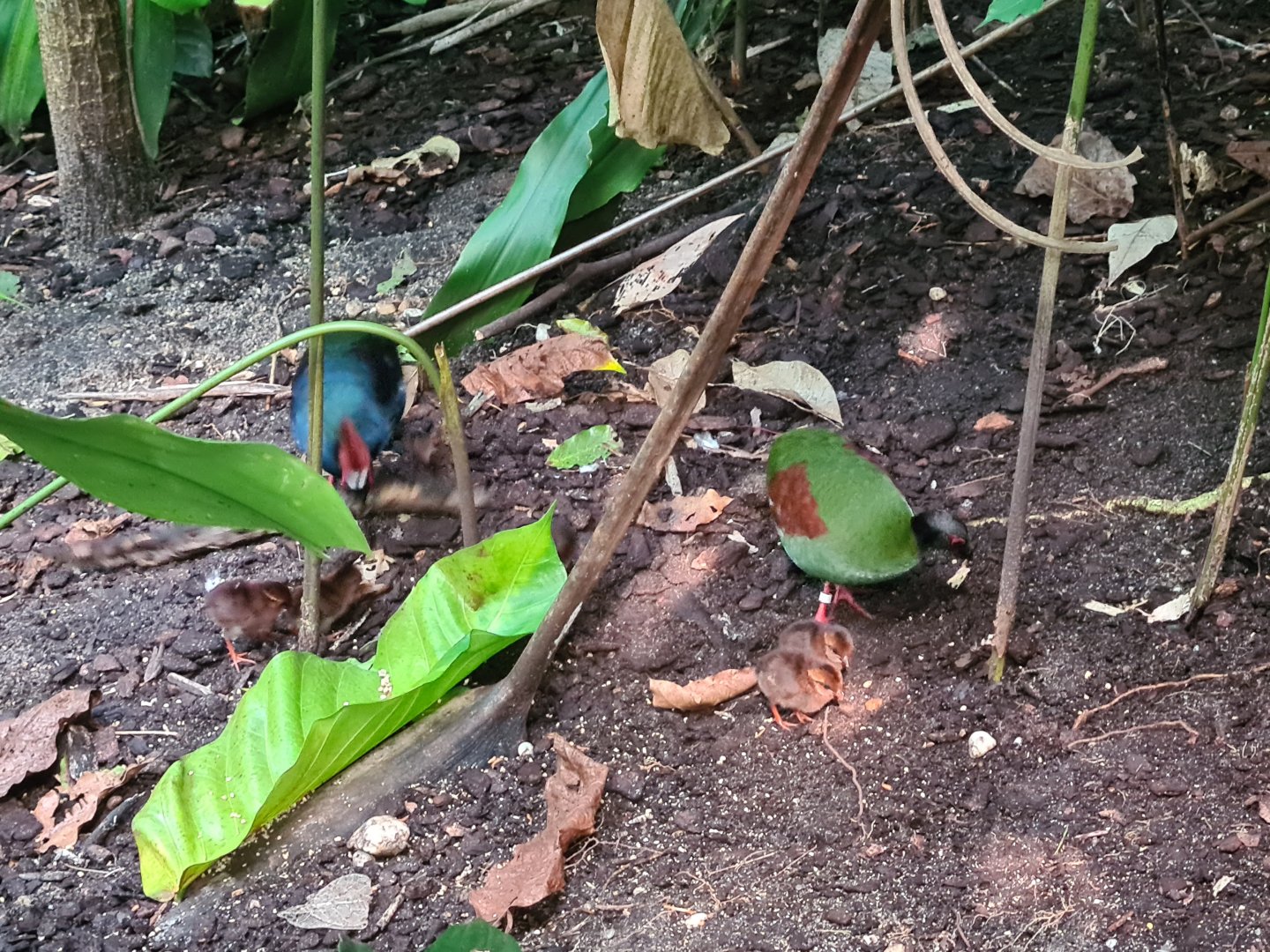 Bush - Crested wood partridge (+Chicks!)