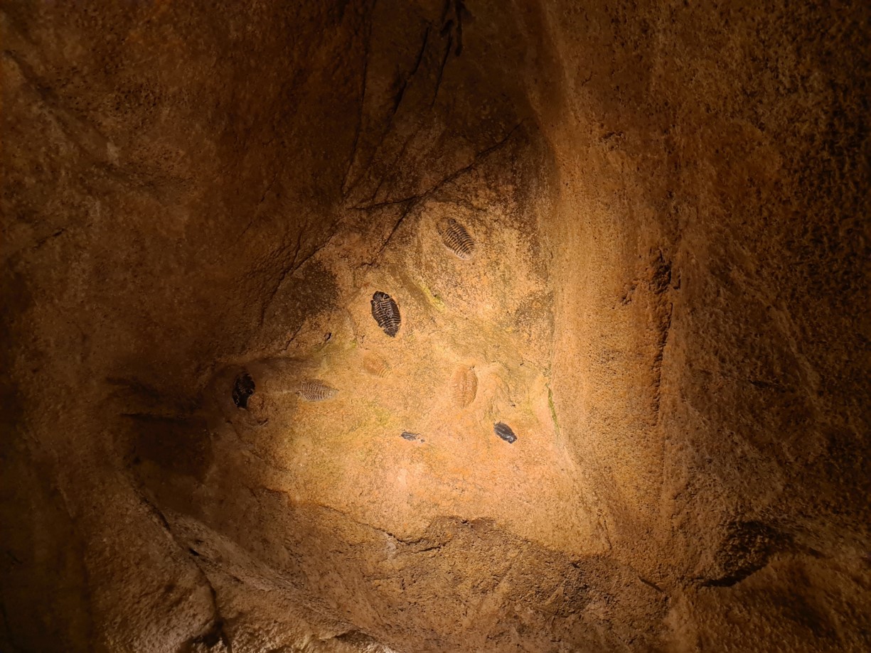Bush/Desert tunnel - trilobite fossil display
