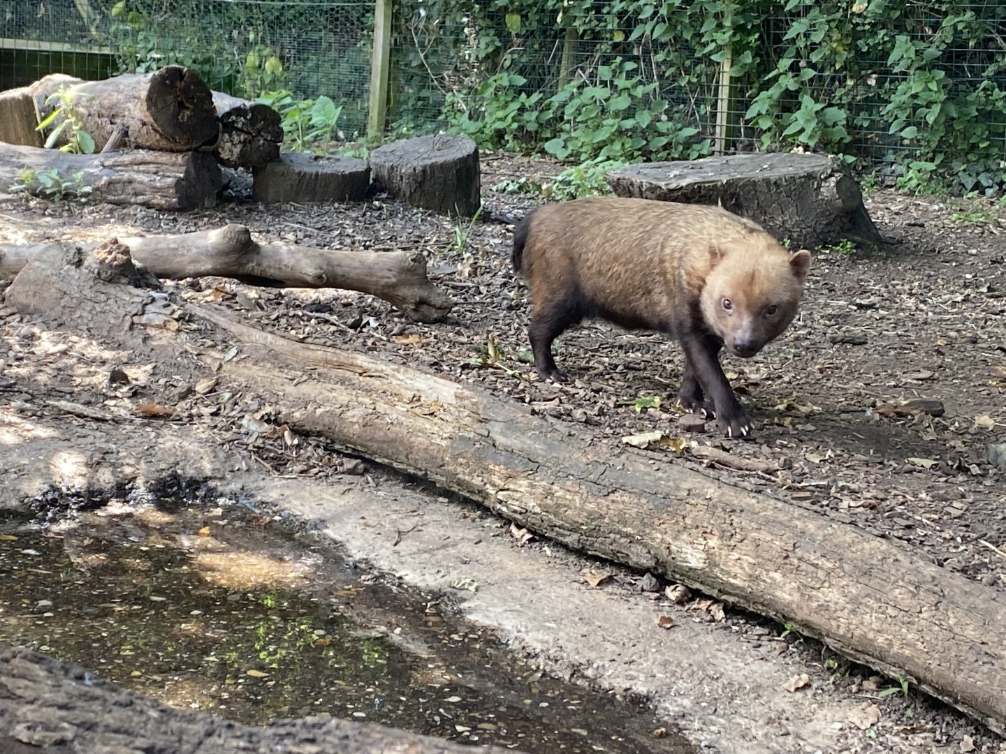 Bush dog 030820