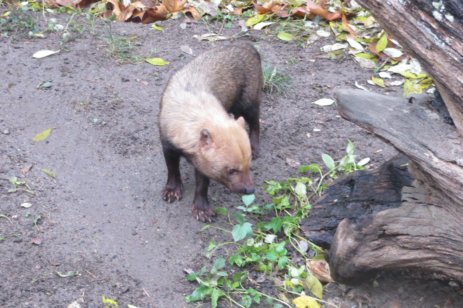 Bush dog 031218