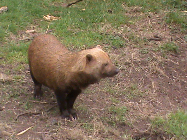 bush dog 04/10