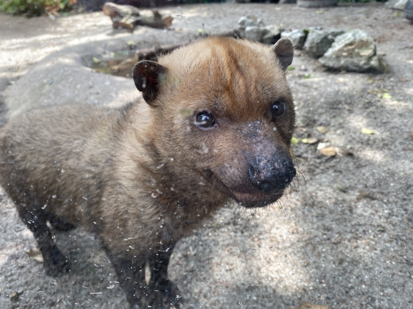 Bush dog 060625