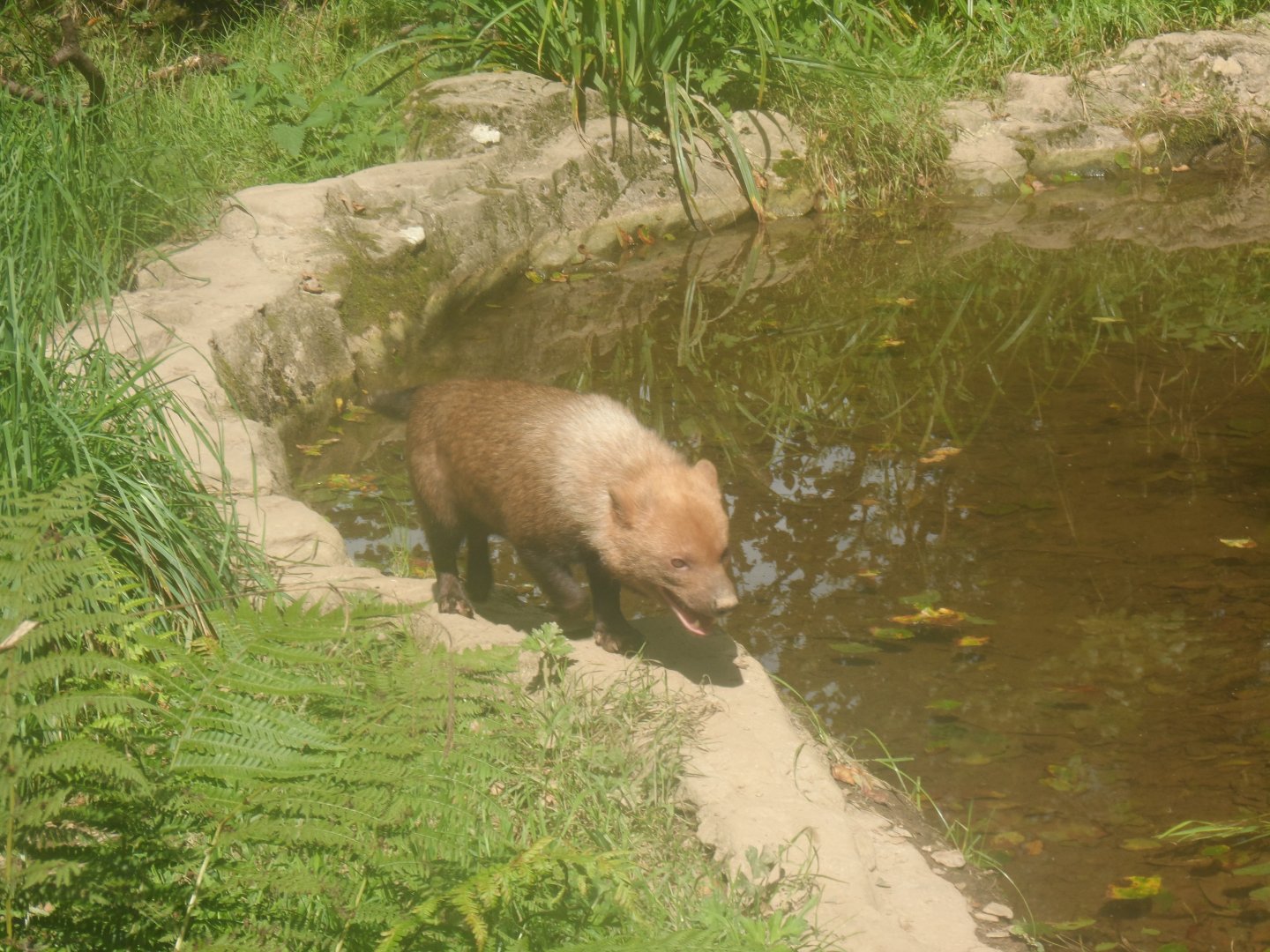 Bush Dog - 1/9/20