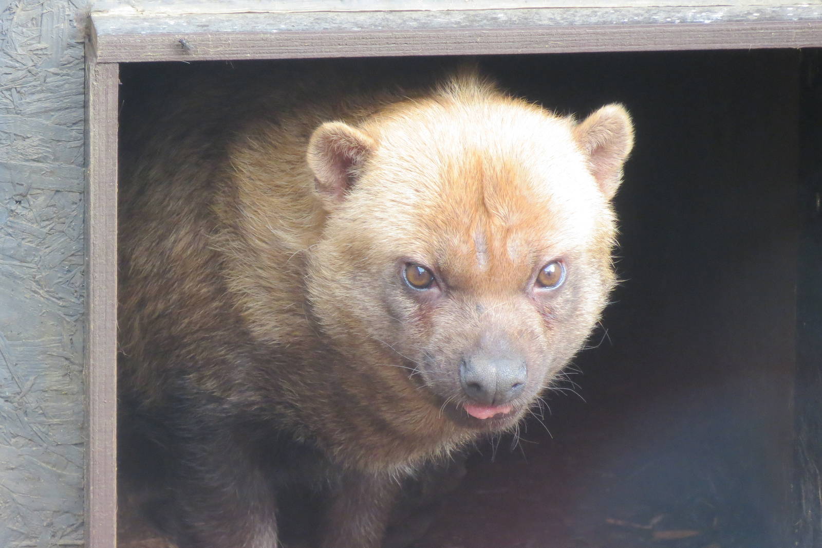 Bush Dog 10/14