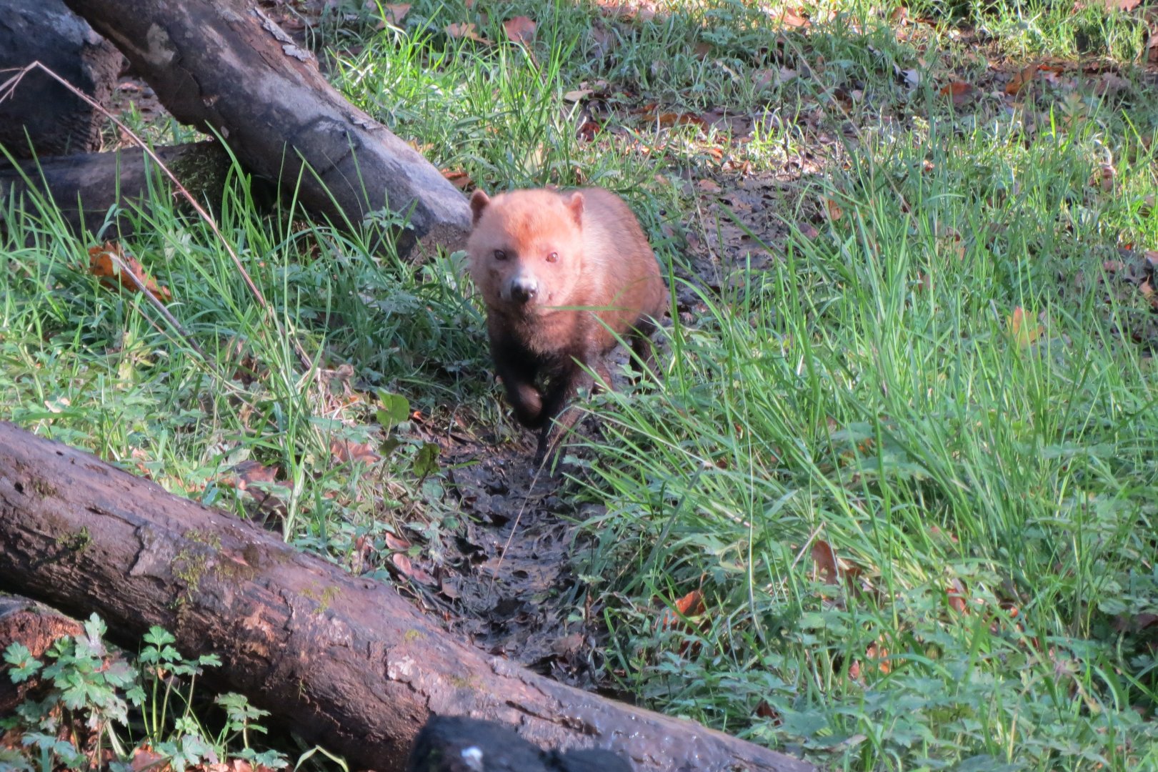 Bush dog 101119