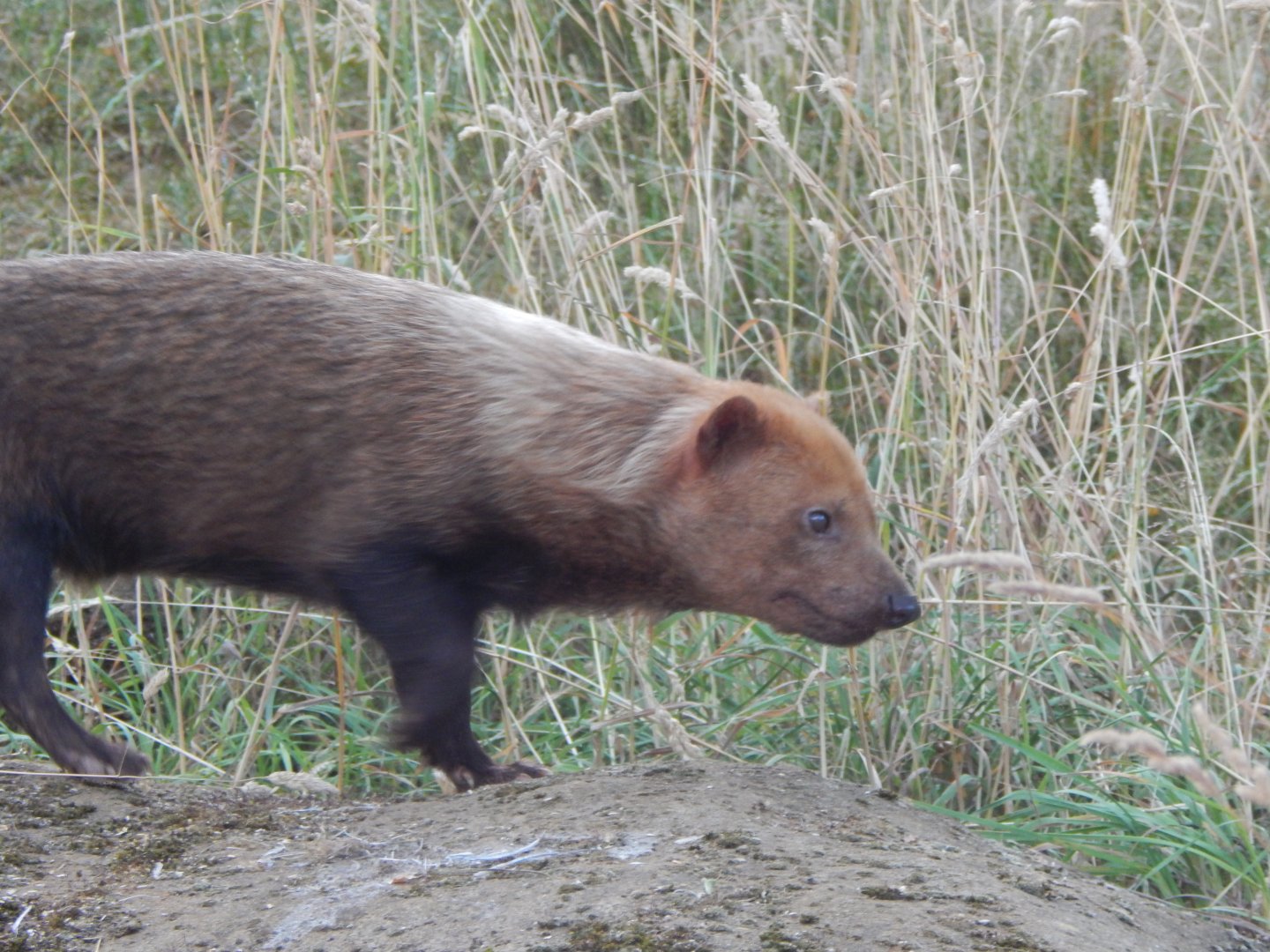 Bush dog 110722