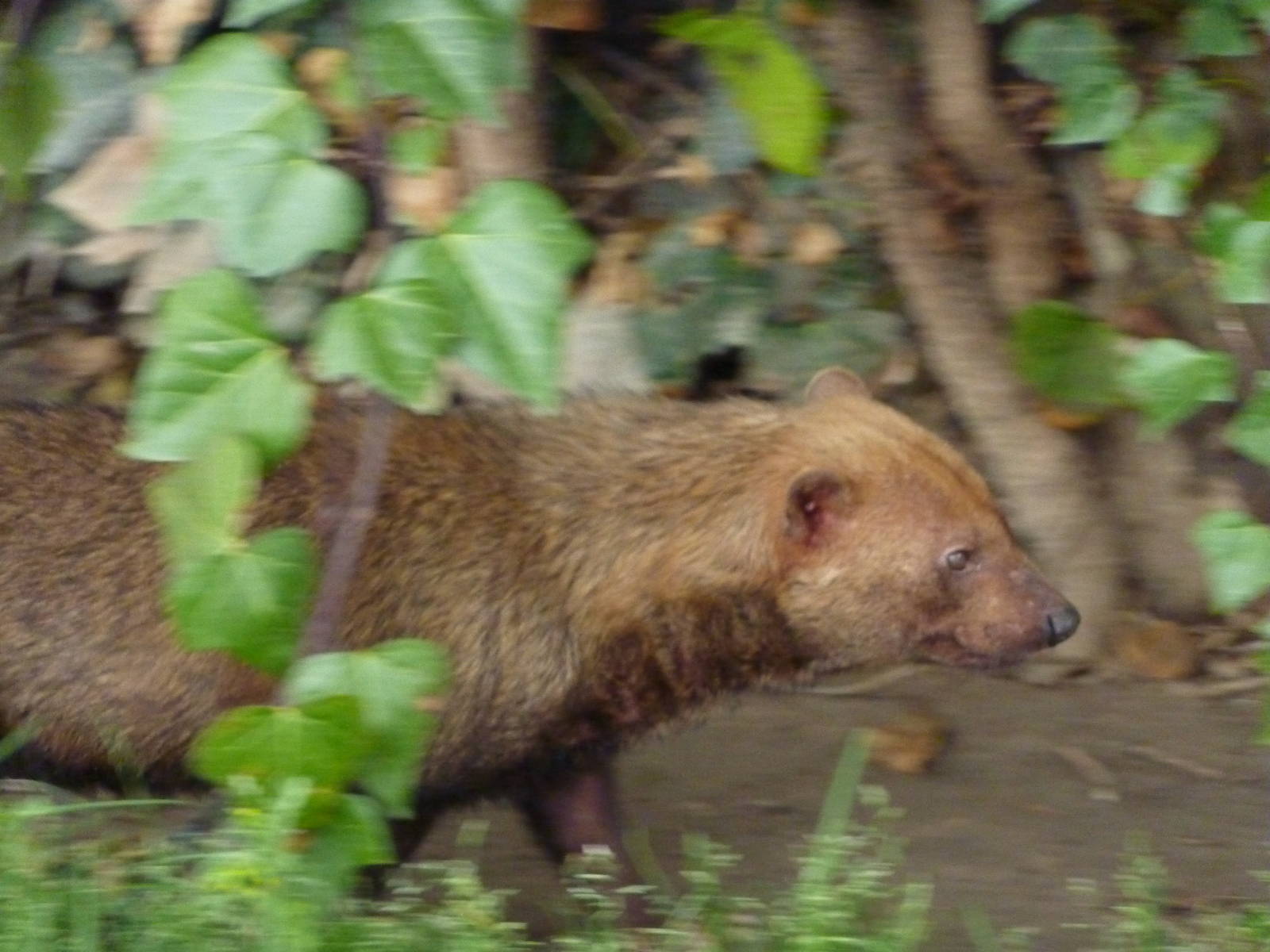 Bush dog, 12th April 2012.