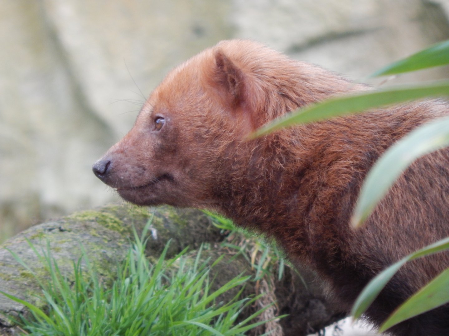 Bush dog 140421