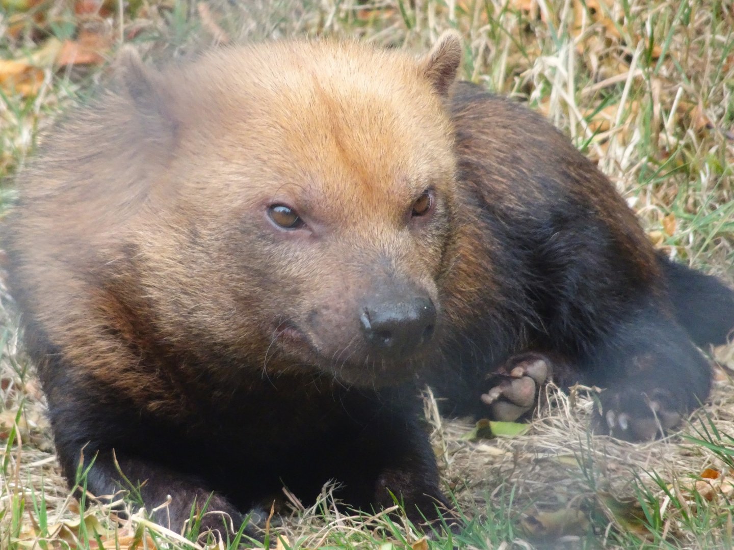 Bush Dog  23 August 2025