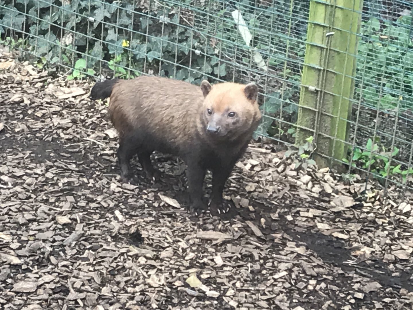 Bush dog 280418