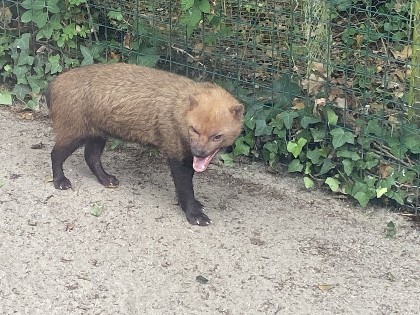 Bush dog 300623